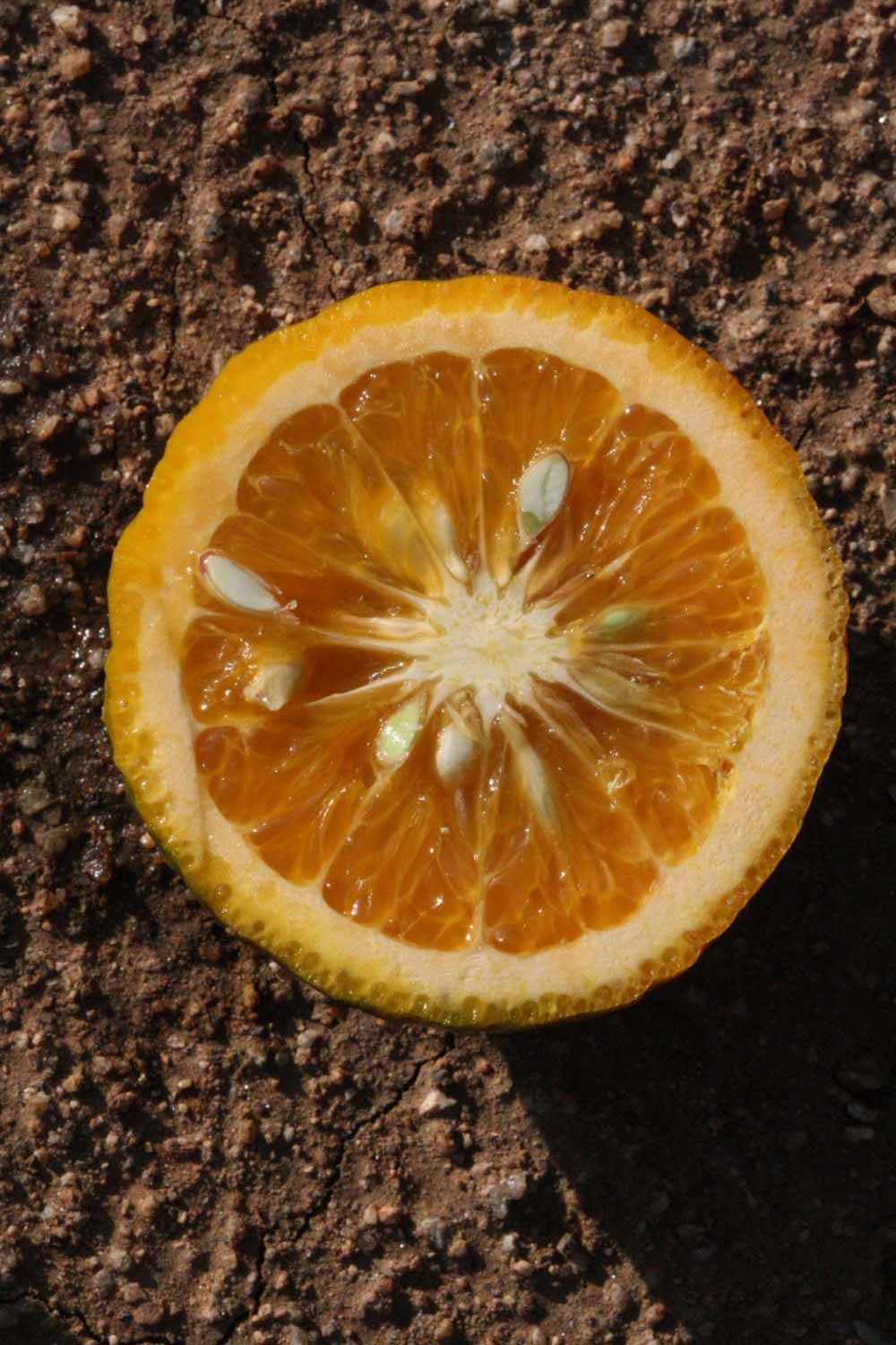               Fruit cross-section (Riverside, CA)       